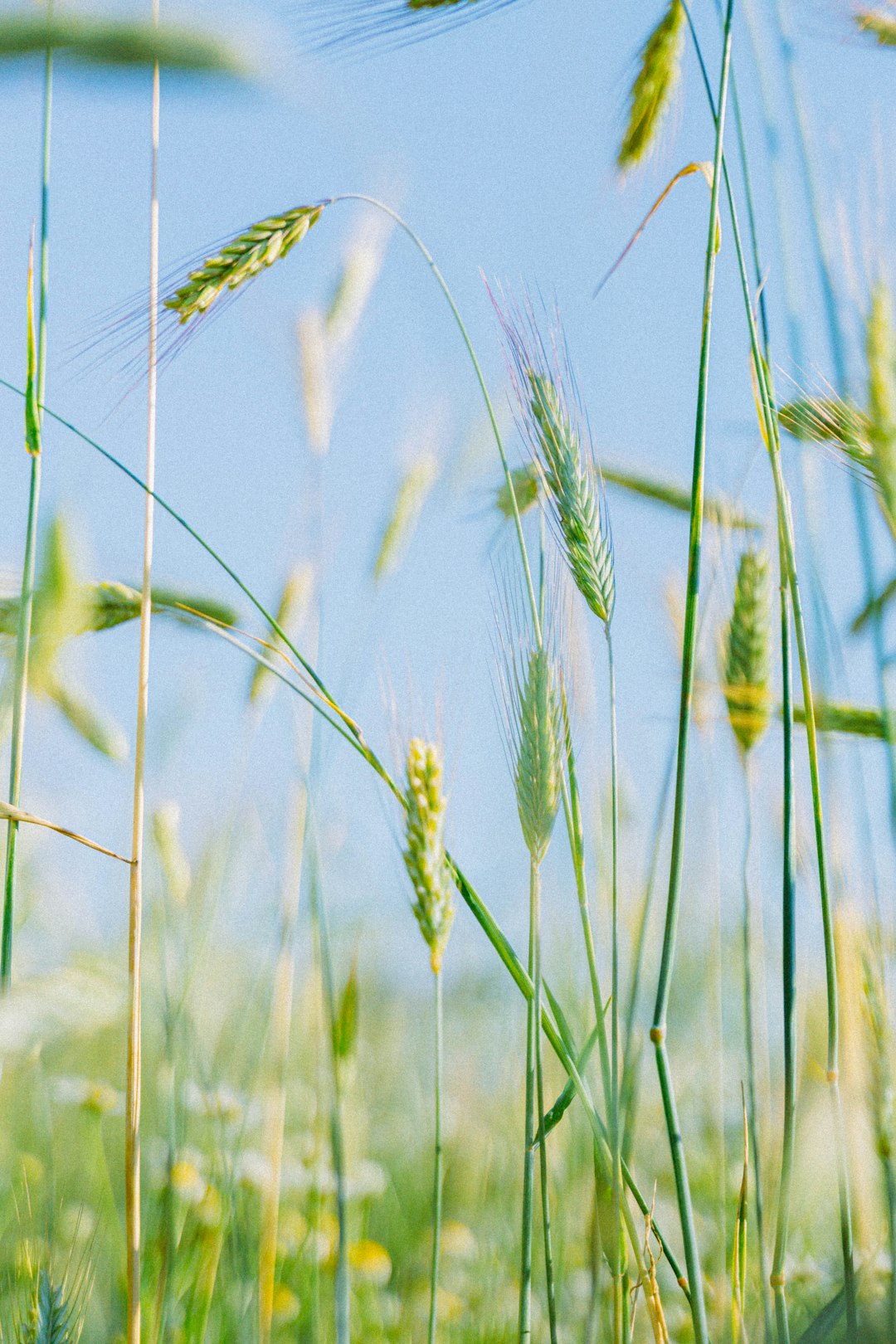 a close up of a field of grass with a blue sky in the background
